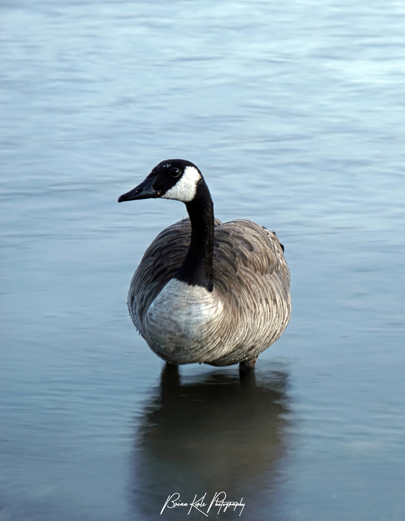 While enjoying a summer evening stroll around Lake Dillon in Summit County, Colorado I was lucky to have my camera with me to capture this lone goose in the silky smooth water.