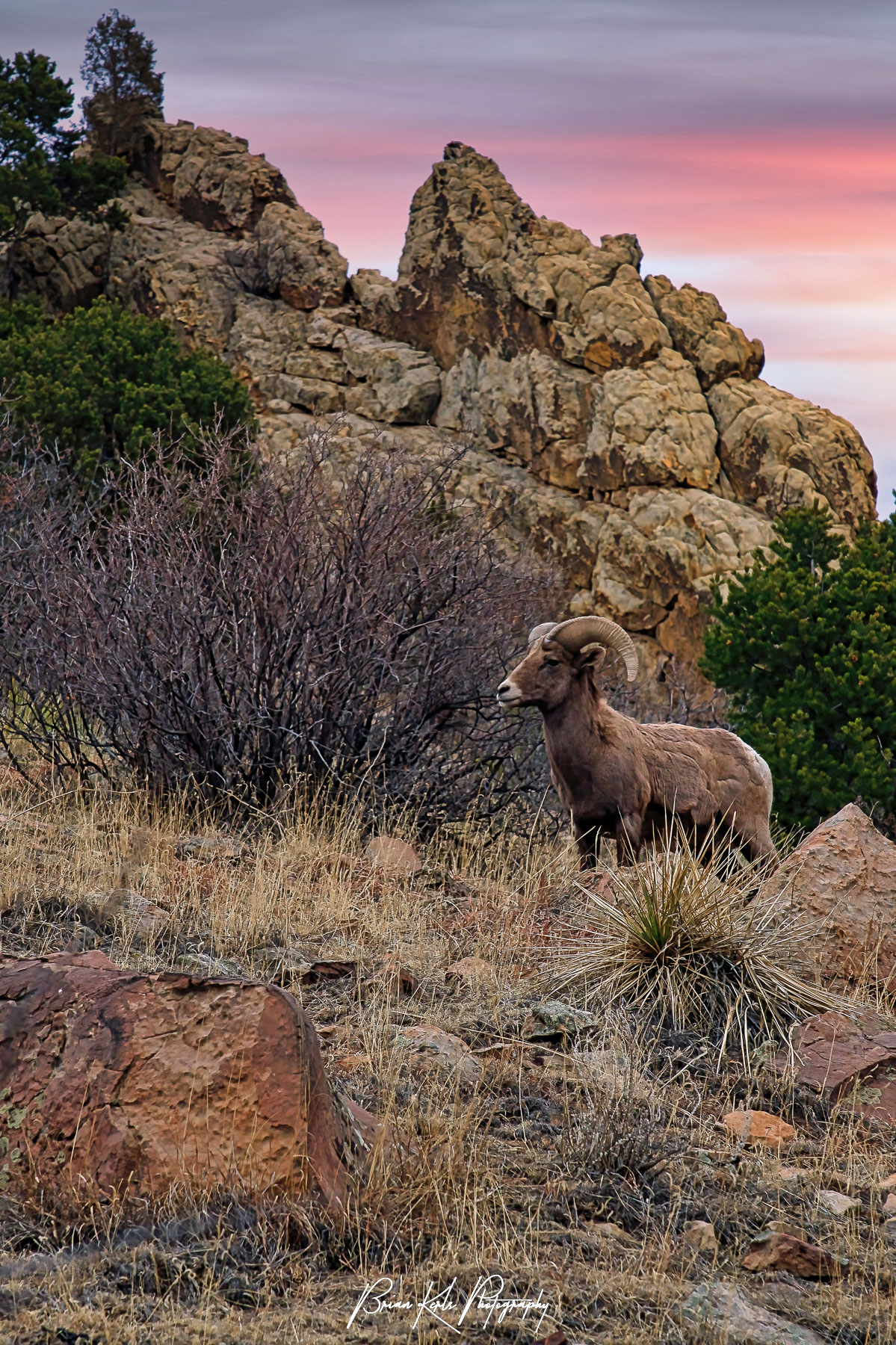 A portrait of a proud bighorn horn sheep looking out from his rocky perch under a colorful winter sunset sky at Garden of the Gods park in Colorado Springs, Colorado.