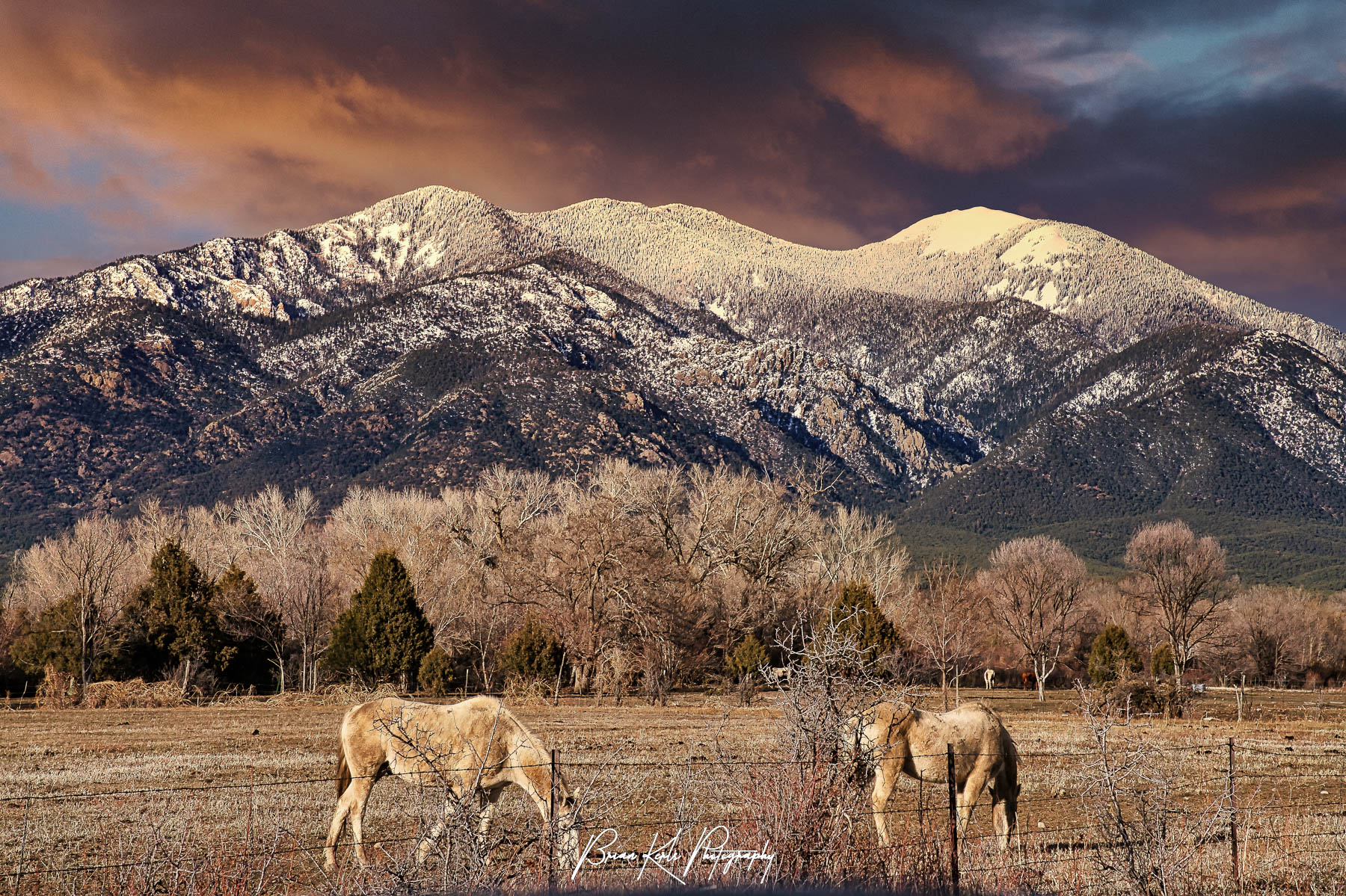 Horses grazing in a field on the Taos Pueblo at the foot of snow-capped 12,305' Pueblo Peak under a colorful winter sunset sky in Taos, New Mexico.