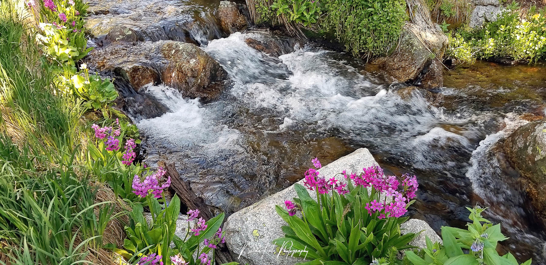 Pink wildflowers line the banks of a small stream cascading down a hillside in the Indian Peaks Wilderness, Colorado.