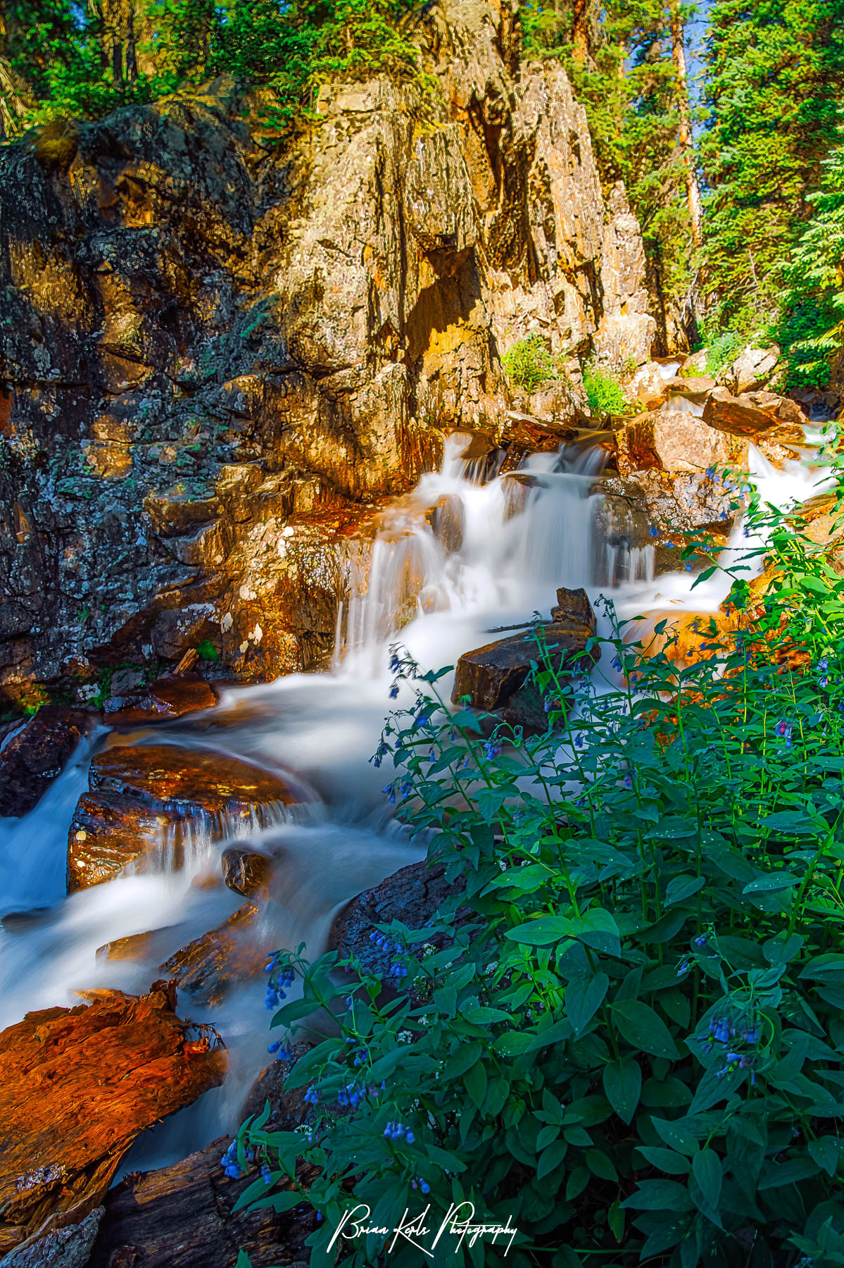 Colorful wildflowers line the banks of Missouri Creek as it cascades down the mountainside in the Holy Cross Wilderness Area in Colorado.