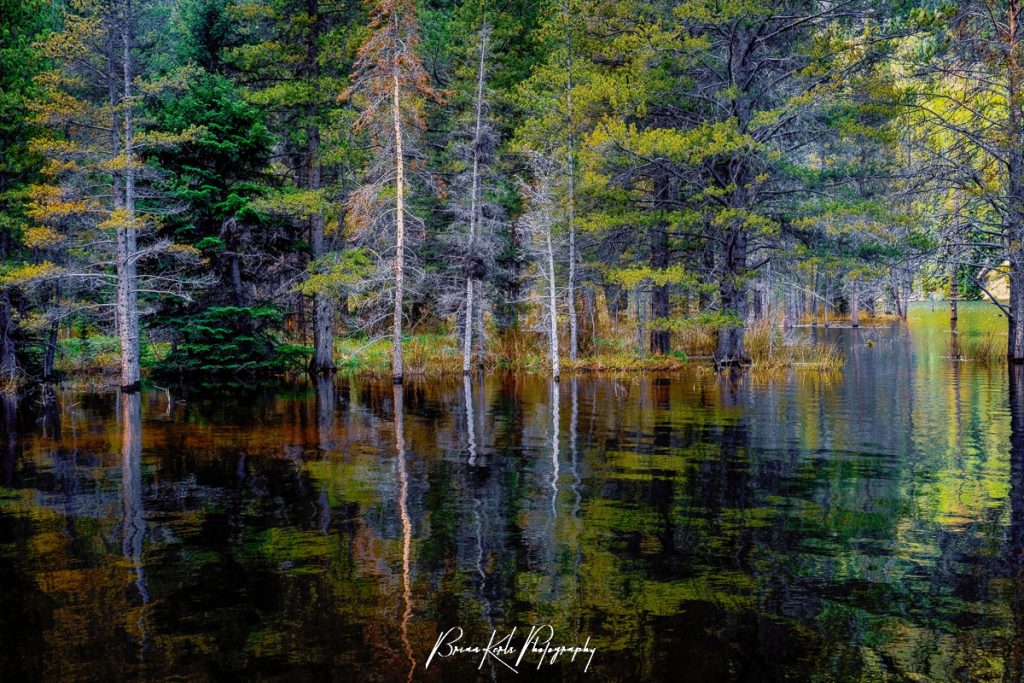 Swollen from snow melt and spring rains, Officer's Gulch Pond in Summit County, Colorado overflows into the surrounding shadowy forest. The rippled reflections in the water mirror the quiet strength of the dense pines along the shore and the late morning light adds a rich sense of mystery and moodiness.