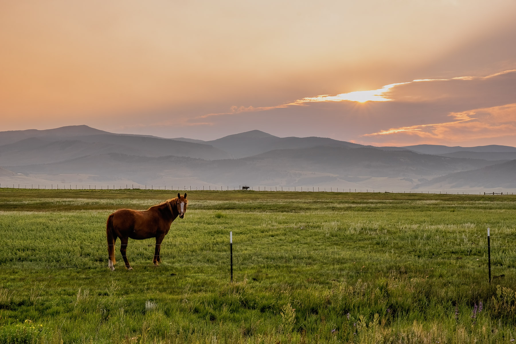 As dawn breaks over the quiet Rocky Mountains, the first rays of sunlight spill across the landscape, painting the smoky sky in soft hues of gold and rose. A lone horse stands in peaceful solitude, its silhouette framed by the glow of morning. The world feels still—just for a moment—as nature awakens with grace and quiet strength. This image captures the promise of a new day, the beauty of rural life, and the timeless bond between earth and animal.