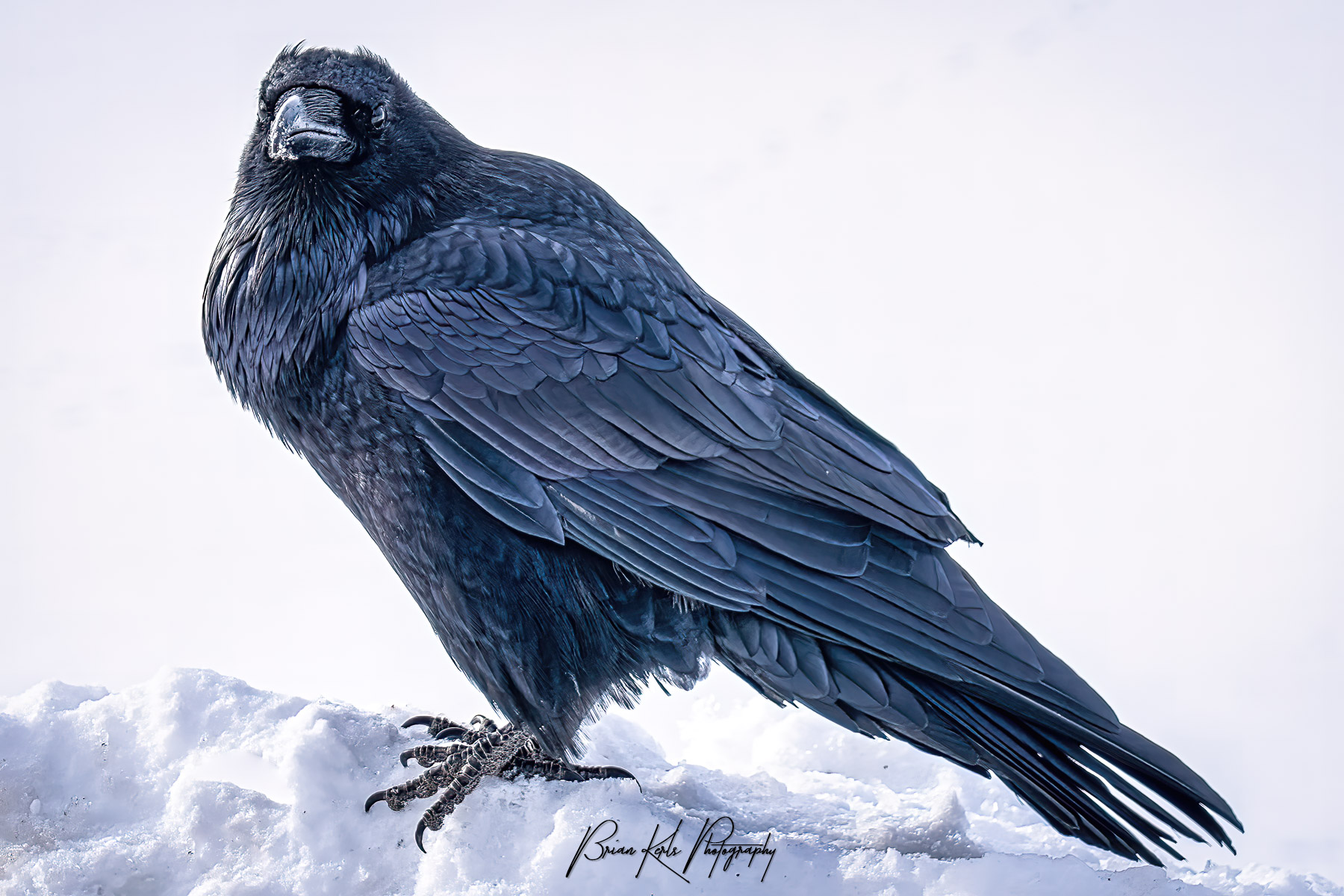 Portrait of raven along snowy shore of Jackson Lake in Grand Teton National Park.