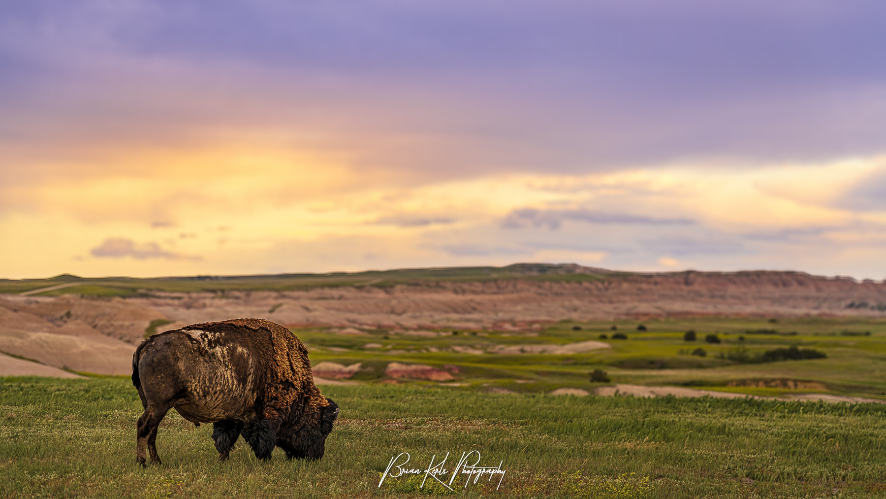 Bison grazing in a green field at sunset with a purple-orange sky and distant hills.