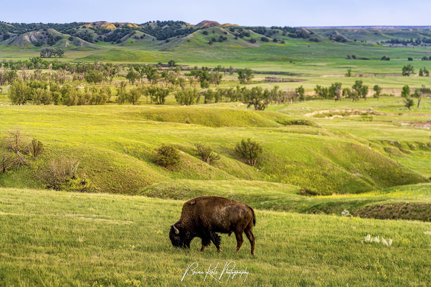 A bison grazing in a expansive green valley with rolling hills and scattered trees under a clear blue sky.