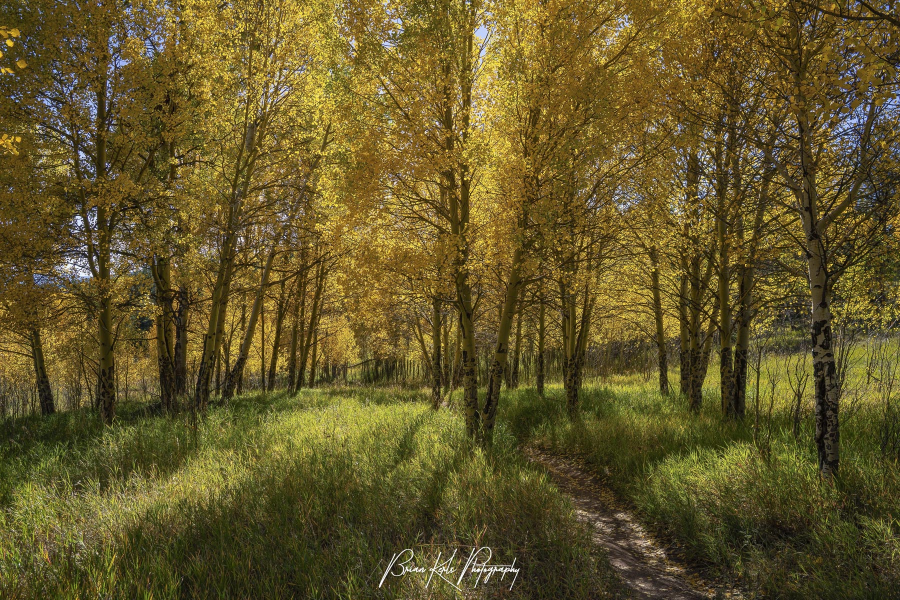 Narrow trail winding through a tunnel of backlit golden aspens and green grass in Golden Gate Canyon State Park, Colorado.