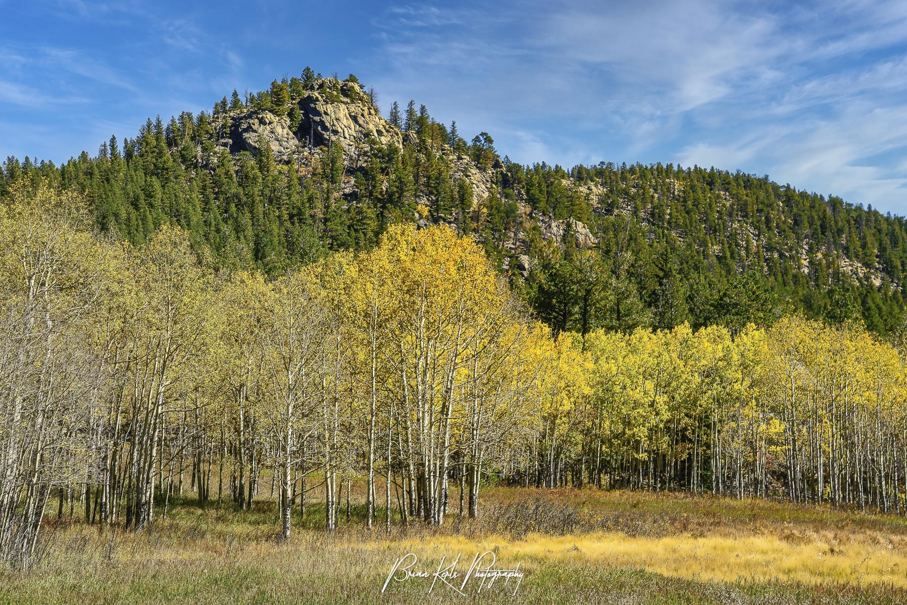 Golden aspen grove in Frazer Meadow, Golden Gate Canyon State Park, Colorado, below a pine-covered ridge and rocky summit under a clear blue sky.