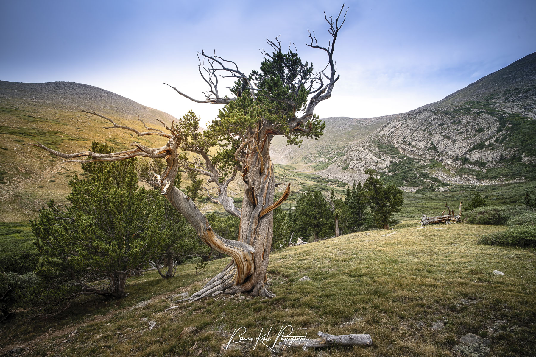 Weathered bristlecone pine with bare silver limbs twisting up from a grassy slope on the Hell's Hole Trail near Idaho Springs, Colorado, with warm light on a rocky valley wall beneath a blue sky.